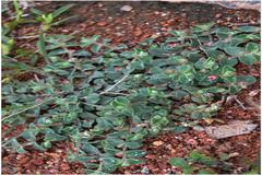 Indigofera cordifolia